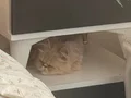 Yavru daha 5 aylık sağlıklı 