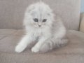 Erkek scottish longhair 