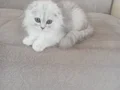 Erkek scottish longhair 
