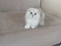 Erkek scottish longhair 
