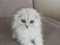 Erkek scottish longhair 