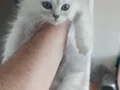 Erkek scottish longhair 