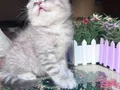 Bu Tatlılığa Hayır Demek Çok Zor Scottish Fold