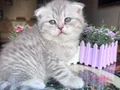 Bu Tatlılığa Hayır Demek Çok Zor Scottish Fold