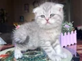 Bu Tatlılığa Hayır Demek Çok Zor Scottish Fold