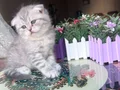 Bu Tatlılığa Hayır Demek Çok Zor Scottish Fold