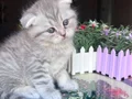 Bu Tatlılığa Hayır Demek Çok Zor Scottish Fold