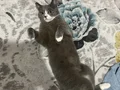 Acil sevgi dolu bir yuva aranıyor 