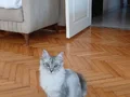 Nadir ırk Sibirya yavrularımız