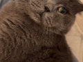 British shorthair