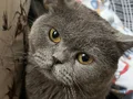 British shorthair