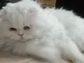 Chinchilla Kedi Akıllı Zeki