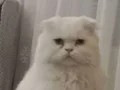 Chinchilla Kedi Akıllı Zeki