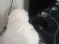 Chinchilla Kedi Akıllı Zeki