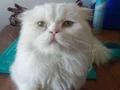 Chinchilla Kedi Akıllı Zeki