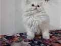 A Kalite Yavrularımız 