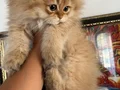 A Kalite Safkan Longhair Yavrularımız 