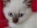 Munchkin yavru