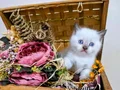 Munchkin yavru