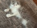 3 aylik fıstık