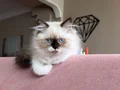 Sağlıklı cam göz 