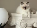 Sağlıklı cam göz 