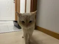 Sokaktan kurtarıldı çok uysal ömürlük yuva arıyoruz 