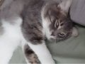 Domestic Long Hair Orman kedisi