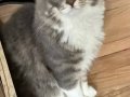 Domestic Long Hair Orman kedisi