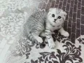 Tatli kucuk kafa