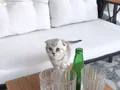 Tatli kucuk kafa