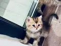British shorthair BLACK GOLDEN AYI SURAT