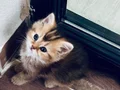 British shorthair BLACK GOLDEN AYI SURAT