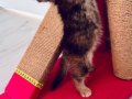 British shorthair BLACK GOLDEN AYI SURAT