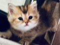 British shorthair BLACK GOLDEN AYI SURAT