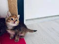 British shorthair BLACK GOLDEN AYI SURAT