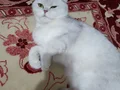 Miu için yeni bir yuva arıyoruz