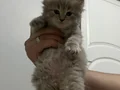 Yavru cins kedi