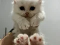Yavru cins kedi