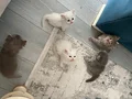 Yavru cins kedi