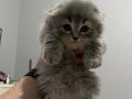 Yavru cins kedi