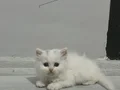 Yavru cins kedi