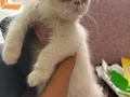 Mavi gözlü iran kedisi yavrusu (beyaz)