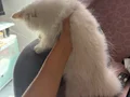 Mavi gözlü iran kedisi yavrusu (beyaz)