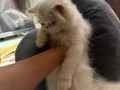 Mavi gözlü iran kedisi yavrusu (beyaz)