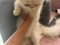 Mavi gözlü iran kedisi yavrusu (beyaz)