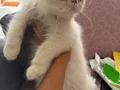 Mavi gözlü iran kedisi yavrusu (beyaz)