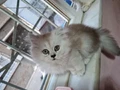 Chinchilla Dişi Yavru