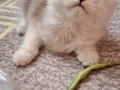 Chinchilla Dişi Yavru