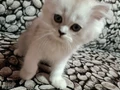 Chinchilla Dişi Yavru